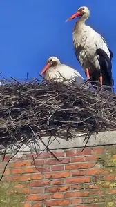 Leentje 01 Ze zijn er weer